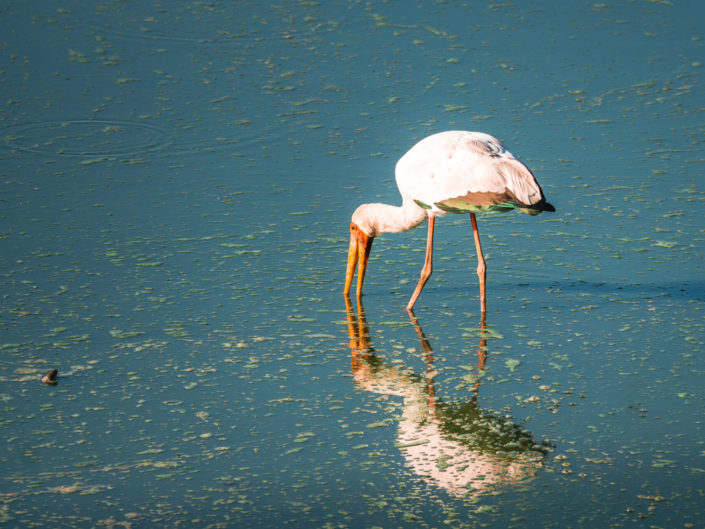 Yellow-billed Stork