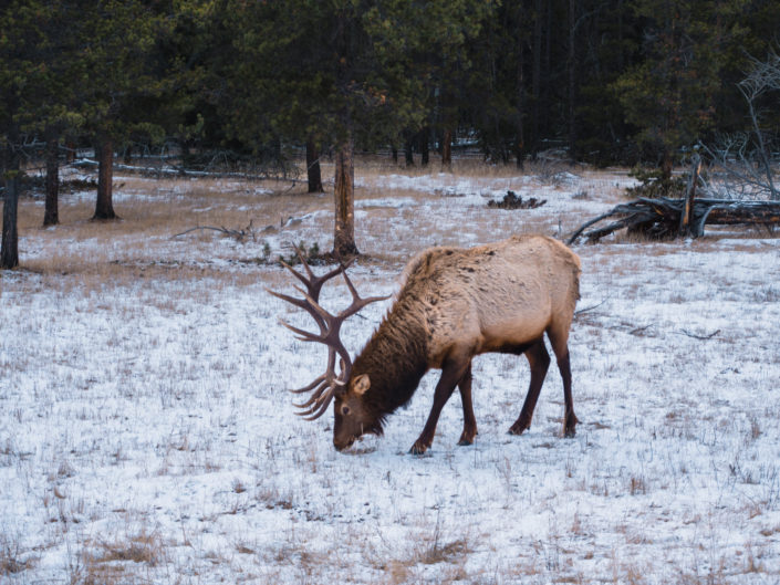 Elk