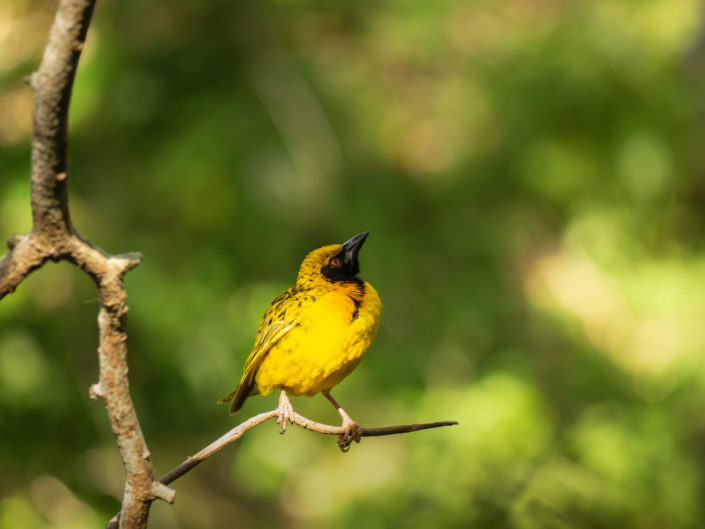 Village Weaver