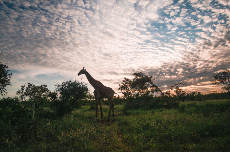 Wildlife Adventures in South Africa