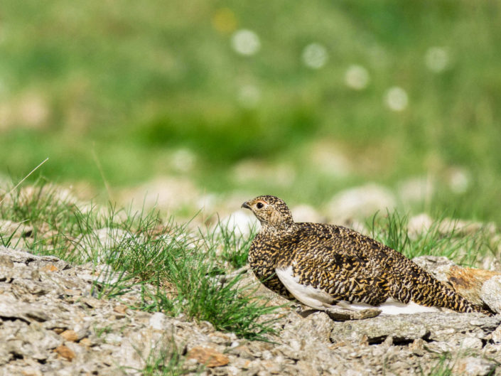 Snow Grouse